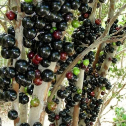 Myrciaria cаuliflоra- Джаботикаба