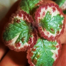 Episcia Cleopatra