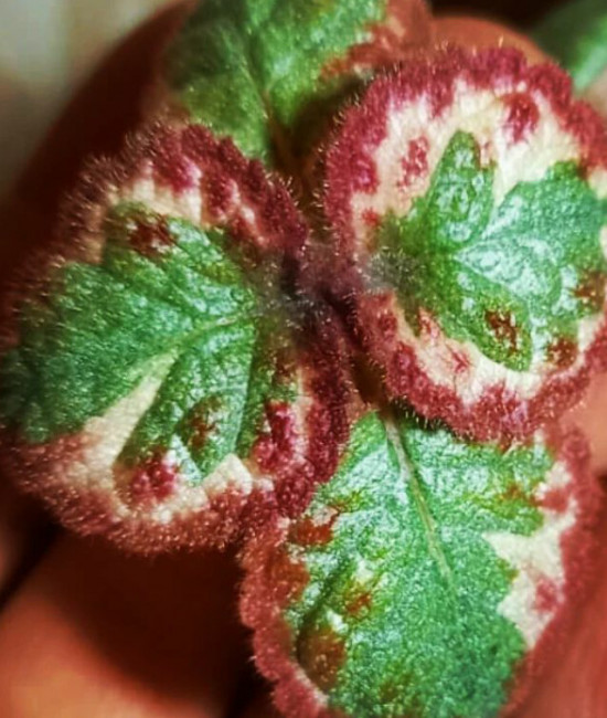 Episcia Cleopatra