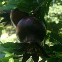 Punica granatum 'Asmar'