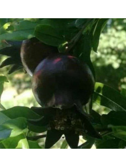 Punica granatum 'Asmar'