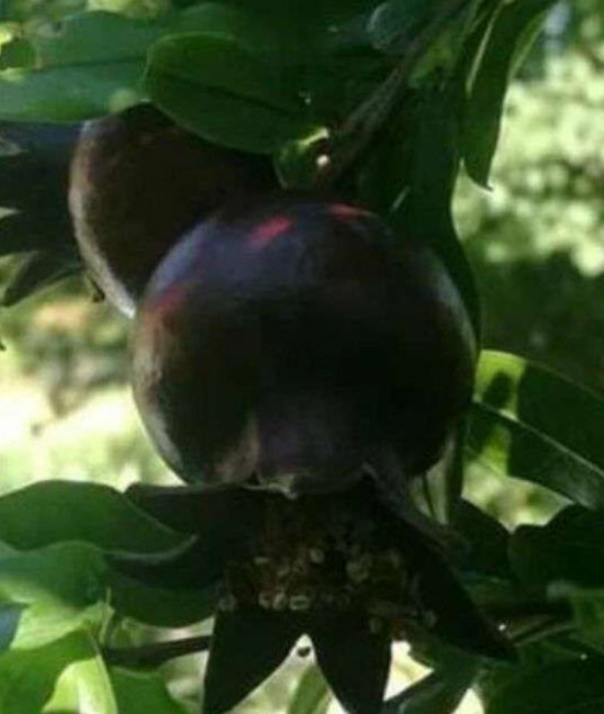 Punica granatum 'Asmar'