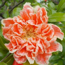 Punica Granatum Toyosho