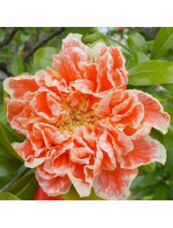 Punica Granatum Toyosho