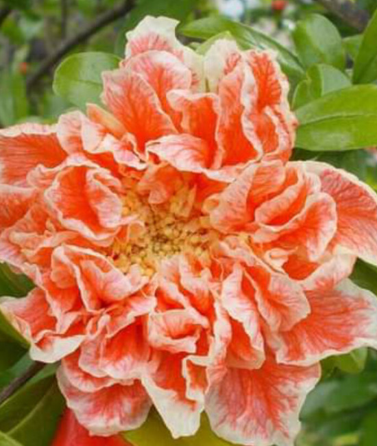 Punica Granatum Toyosho