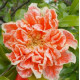 Punica Granatum Toyosho