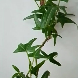 Hedera Helix "Feen Finger" mini