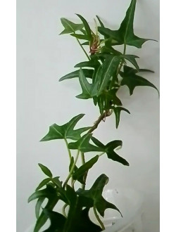 Hedera Helix "Feen Finger" mini