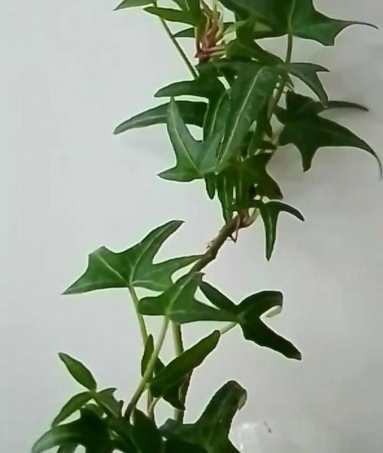 Hedera Helix "Feen Finger" mini