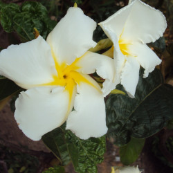 Chonemorpha