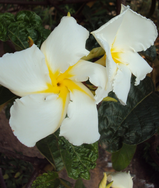 Chonemorpha