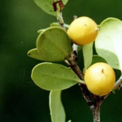 Diоsрyrоs buхifоliа-