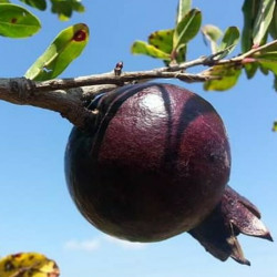 Punica granatum 'Eight Ball' (Eight Ball Hardy -Pomegranate)