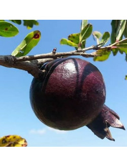 Punica granatum 'Eight Ball' (Eight Ball Hardy -Pomegranate)