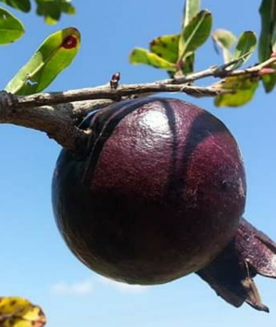 Punica granatum 'Eight Ball' (Eight Ball Hardy -Pomegranate)