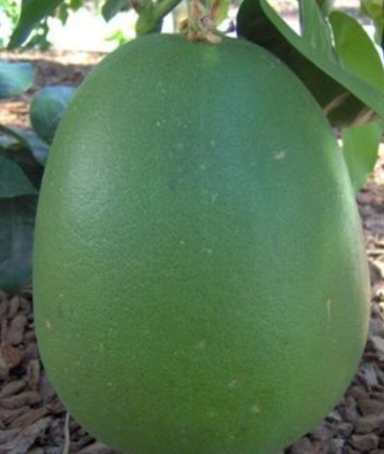 C. grandis a frutto rosa