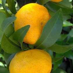 61 D C .deliciosa "De Willat "