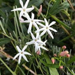 Jasminum lineare desert.