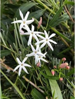 Jasminum lineare desert.