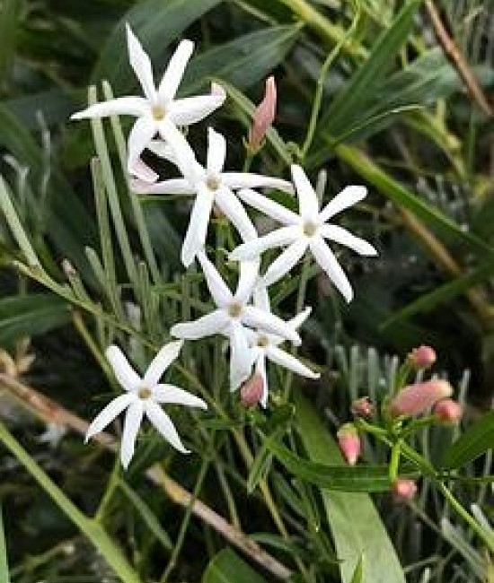 Jasminum lineare desert.