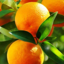 Citrus sinensis