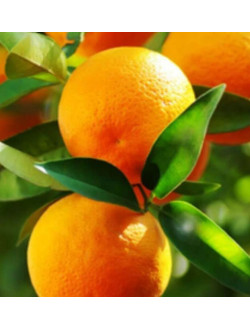 Citrus sinensis
