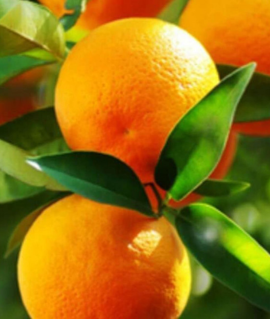 Citrus sinensis