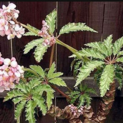 BEGONIA CAROLINEIFOLIA