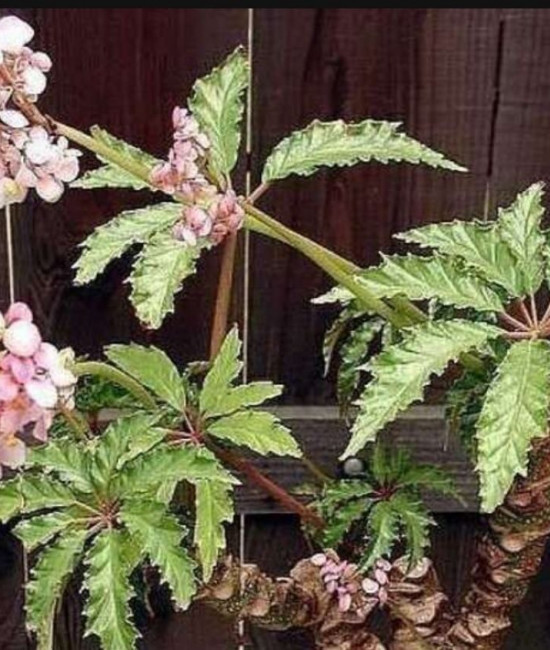 BEGONIA CAROLINEIFOLIA
