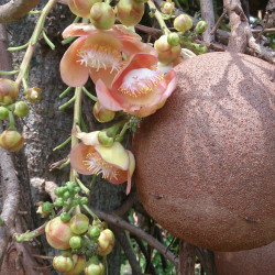 couroupita guianensis
