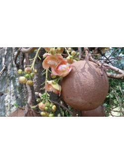 couroupita guianensis