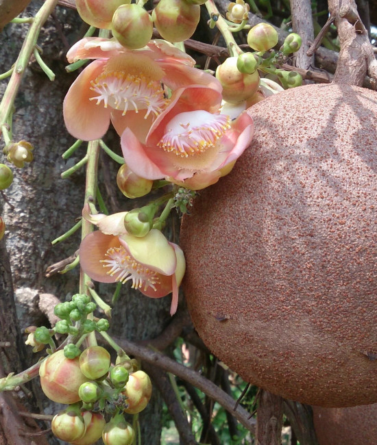 couroupita guianensis