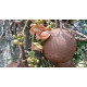 couroupita guianensis
