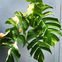 Эпипремнум pinnatum white variegated