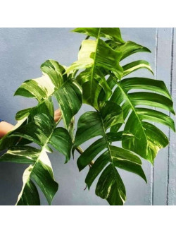 Эпипремнум pinnatum white variegated