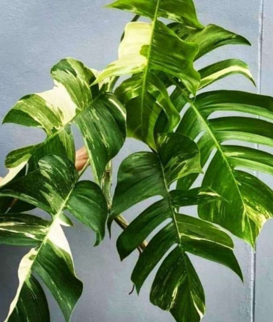 Эпипремнум pinnatum white variegated