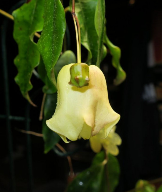 Hoya sammannaniana