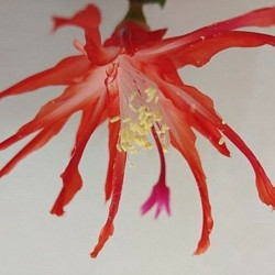 Schlumbergera "Shooting Star"