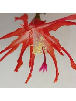 Schlumbergera "Shooting Star"