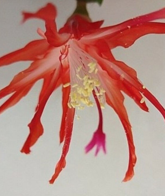 Schlumbergera "Shooting Star"