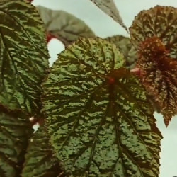 Begonia Bachiensis sp