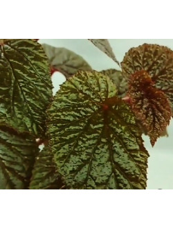 Begonia Bachiensis sp