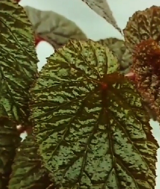 Begonia Bachiensis sp