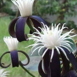 Clematis smilacifolia