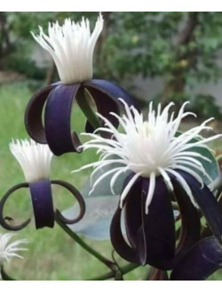 Clematis smilacifolia