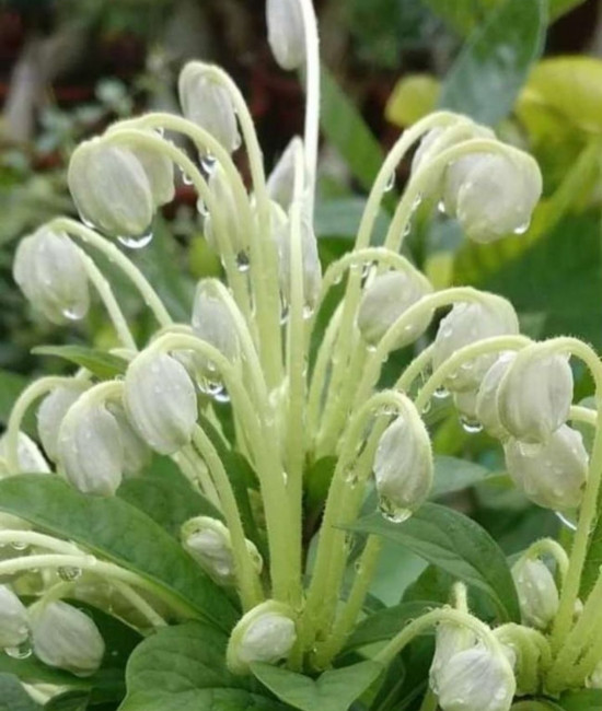 Сlerodendrum Incisum Variegata