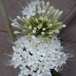 Clerodendrum Schweinfurthii