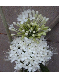 Clerodendrum Schweinfurthii