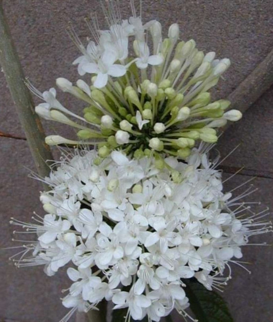 Clerodendrum Schweinfurthii