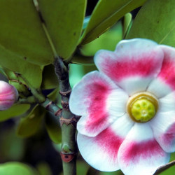 Clusia rosea